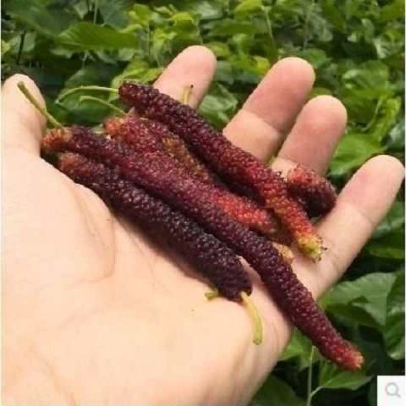桑树苗桑苗养蚕桑葚树苗南北方盆栽地栽果桑树苗四季种植