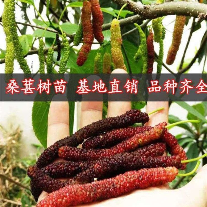 桑树苗桑苗养蚕桑葚树苗南北方盆栽地栽果桑树苗四季种植