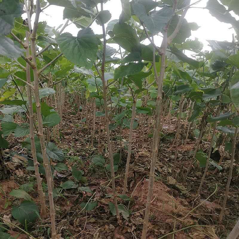 桑树苗桑苗养蚕桑葚树苗南北方盆栽地栽果桑树苗四季种植