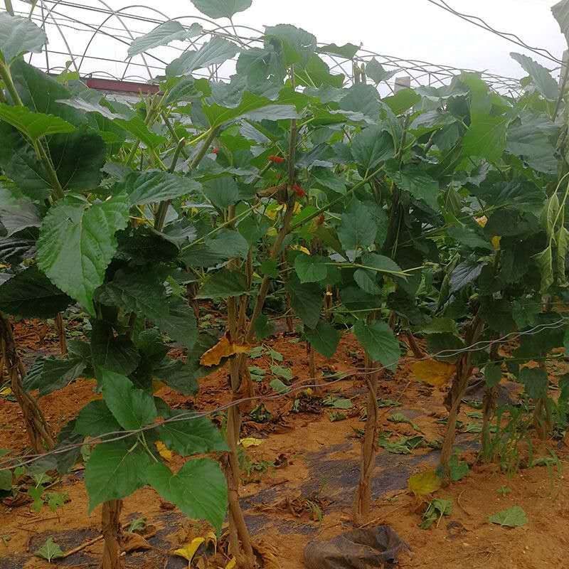 桑树苗桑苗养蚕桑葚树苗南北方盆栽地栽果桑树苗四季种植