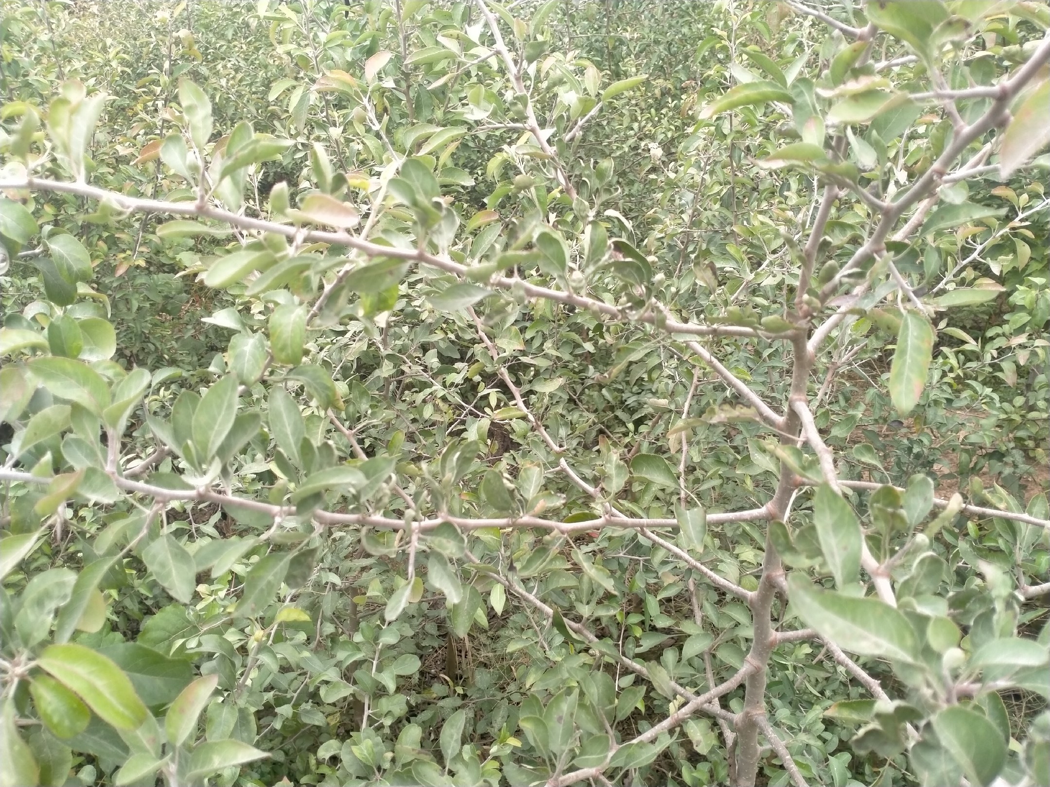 一株健康的梨树上,几片典型的成熟叶片正面向阳展开,展示出卵形轮廓、清晰的羽状叶脉、边缘细锯齿以及深绿色有光泽的叶面,叶背略带绒毛,叶柄细长 梨树叶整体形态特写