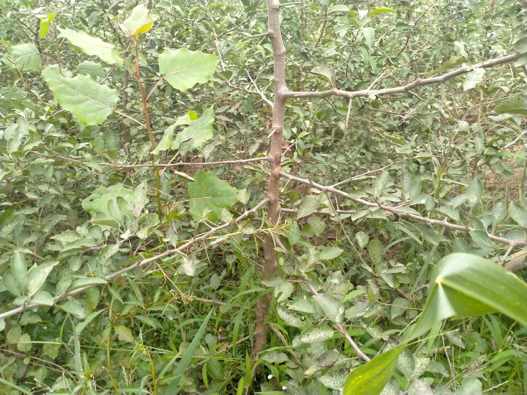 刺梨植株与果实特写
