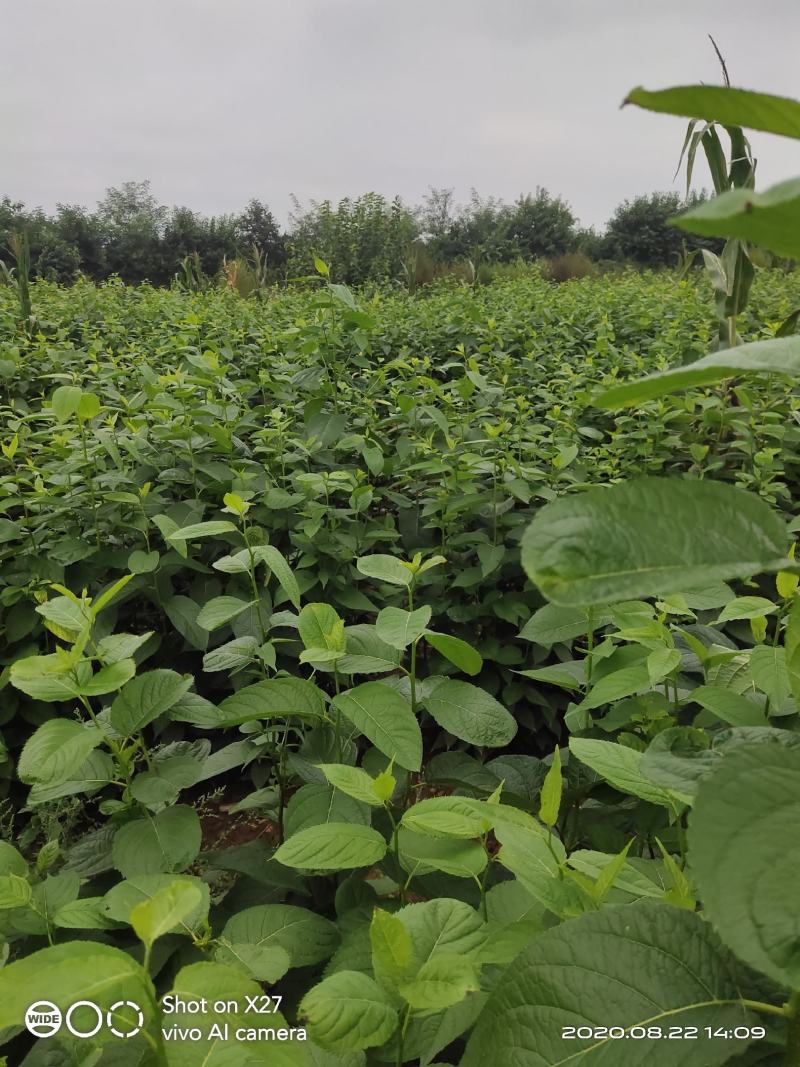 杜种苗0.3到3公分的都有，自家苗圃，质量保证，各种规