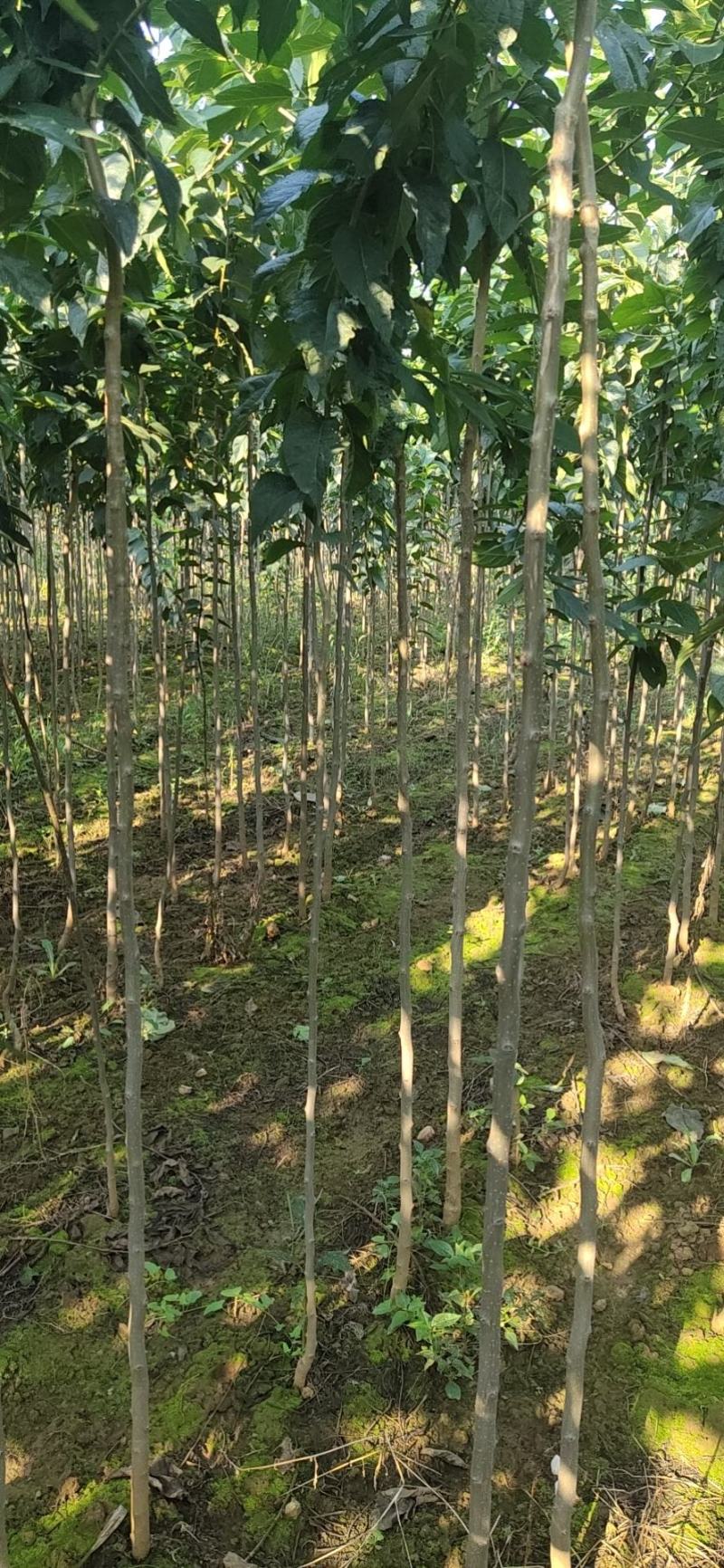 杜种苗0.3到3公分的都有，自家苗圃，质量保证，各种规