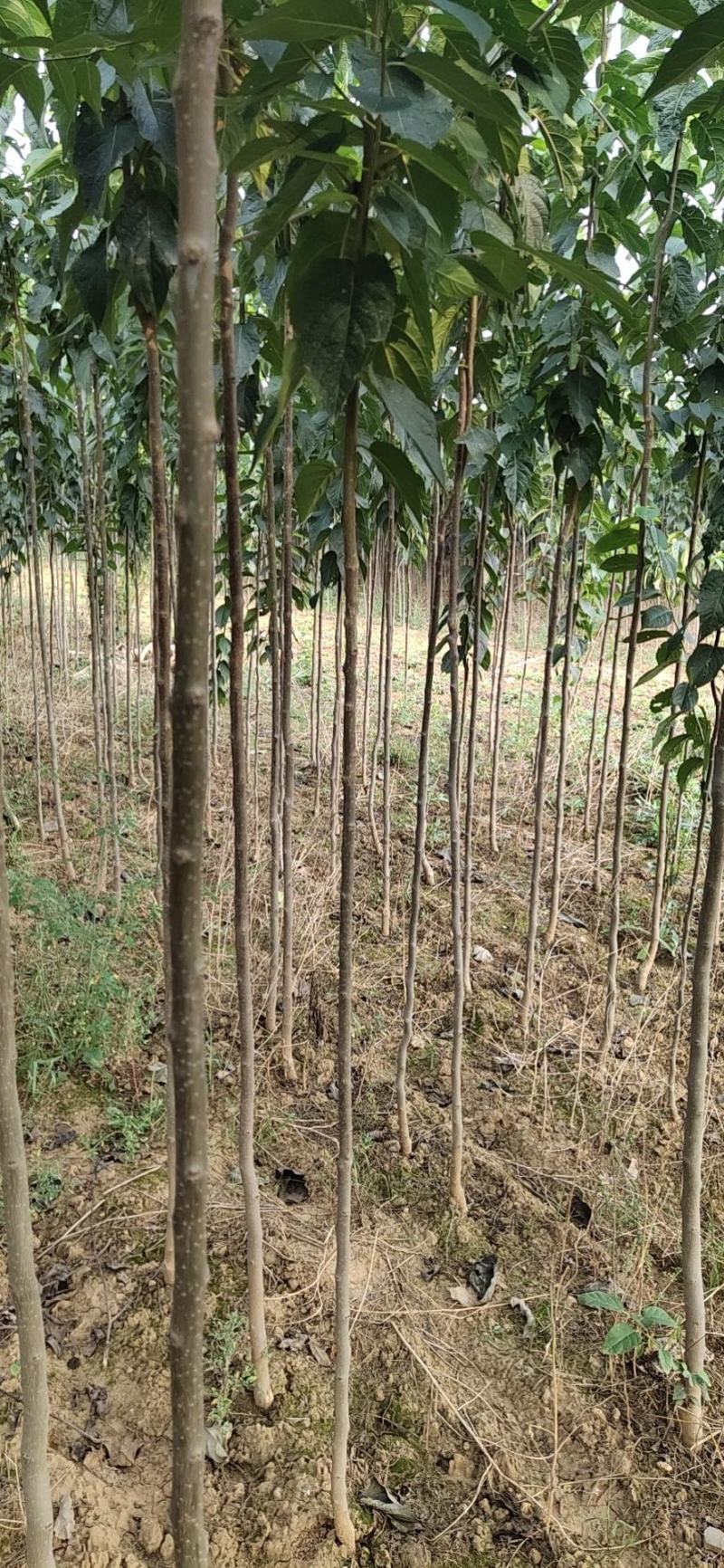 杜种苗0.3到3公分的都有，自家苗圃，质量保证，各种规
