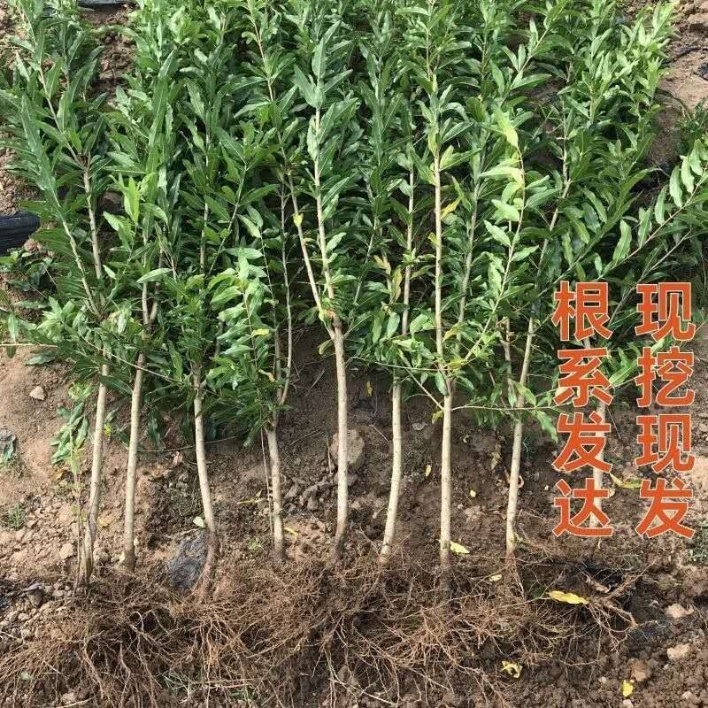 突尼斯石榴苗黑籽石榴苗软籽石榴苗红玛瑙四季石榴树苗当年挂