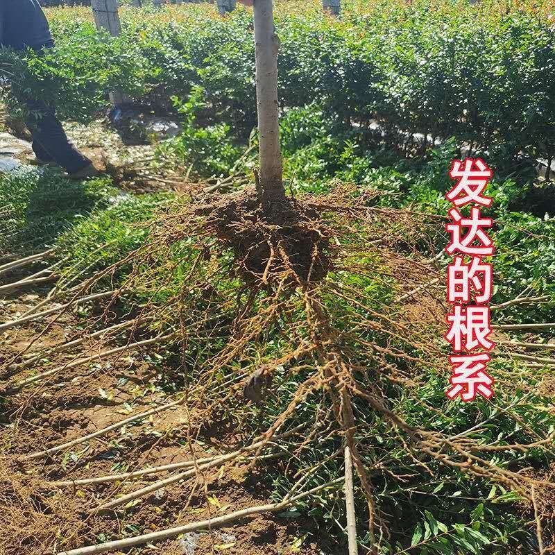 突尼斯石榴苗黑籽石榴苗软籽石榴苗红玛瑙四季石榴树苗当年挂