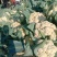河南菜花有机花菜松花菜大量上市中一手货源可全国代发