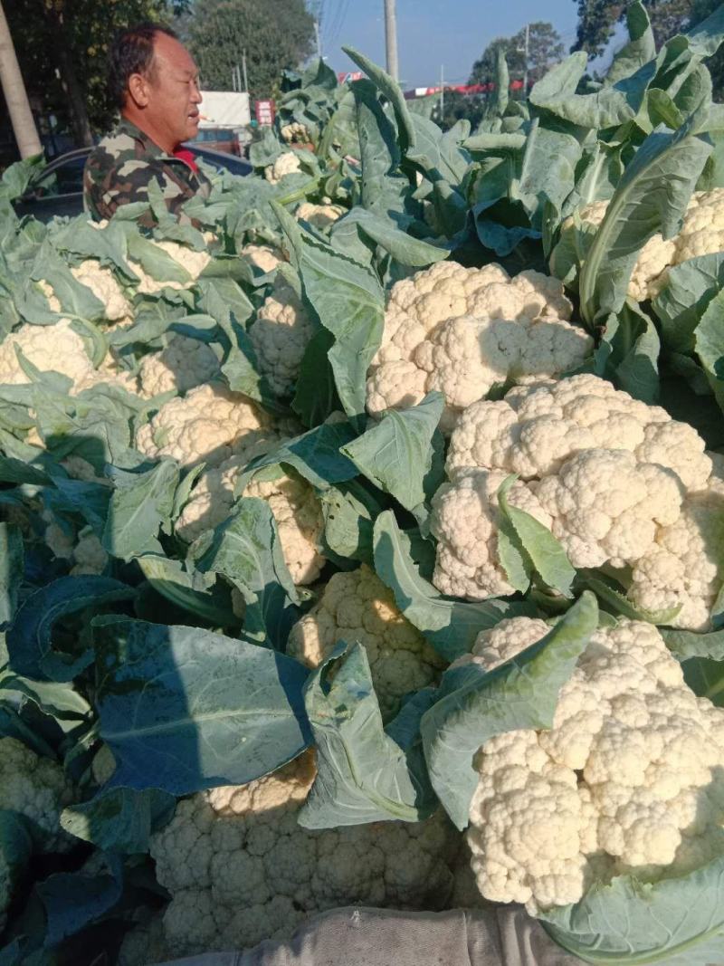 河南菜花有机花菜松花菜大量上市中一手货源可全国代发