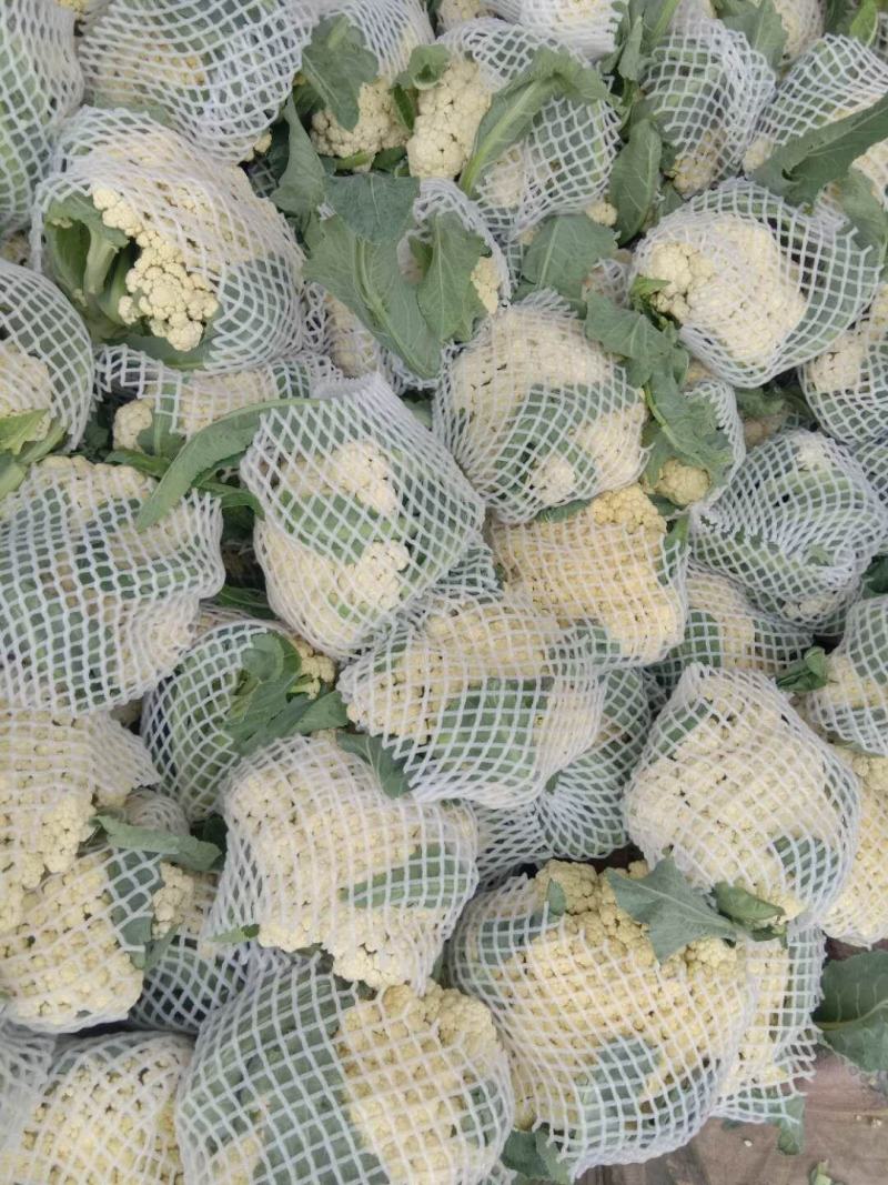 河南菜花有机花菜松花菜大量上市中一手货源可全国代发