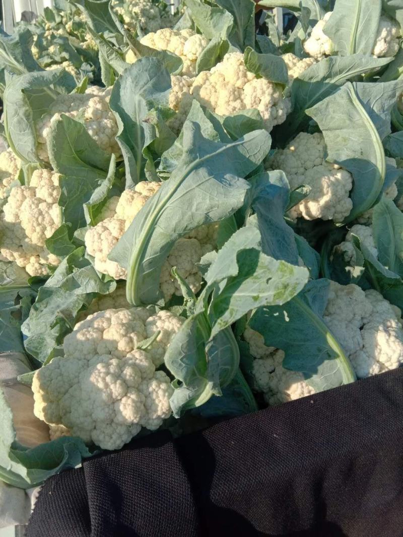 河南菜花有机花菜松花菜大量上市中一手货源可全国代发