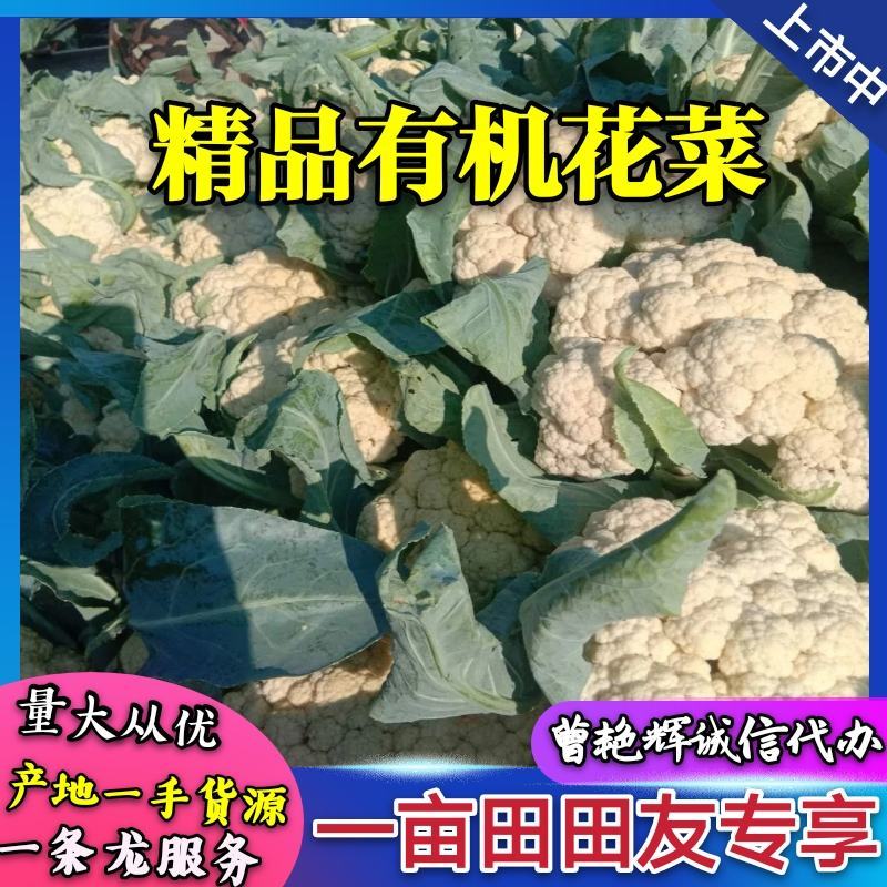 河南开封精品《有机花菜》松花菜产地直发一手货源一条龙服务
