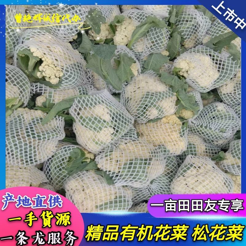 河南菜花开封花菜有机菜花松花菜大量上市中可代发全国