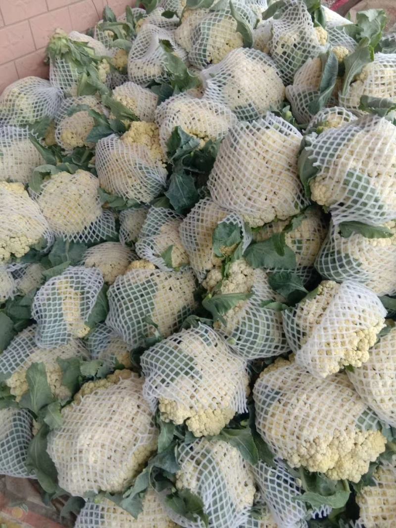 河南开封精品《有机花菜》松花菜产地直发一手货源一条龙服务