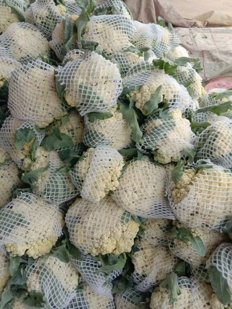 河南开封精品《有机花菜》松花菜产地直发一手货源一条龙服务
