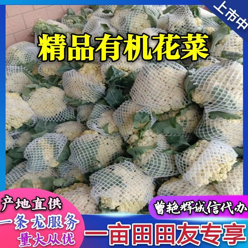 河南开封精品《有机花菜》松花菜产地直发一手货源一条龙服务