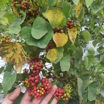 防己，基地种植粉防己50多亩，种植基地直供