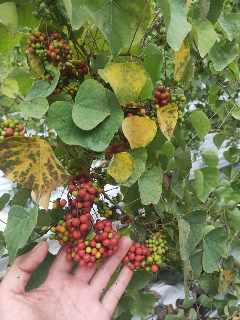防己，基地种植粉防己50多亩，种植基地直供