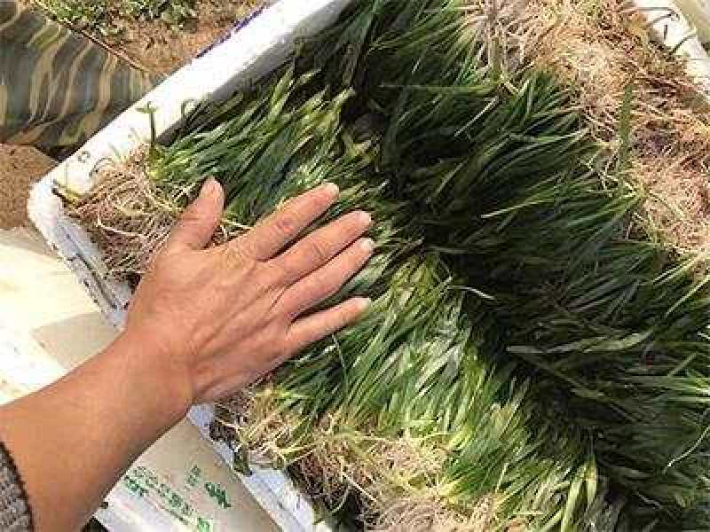 四季常青短苦草绿化工程虾蟹虾塘专用良型苦草冬天也不会冻死