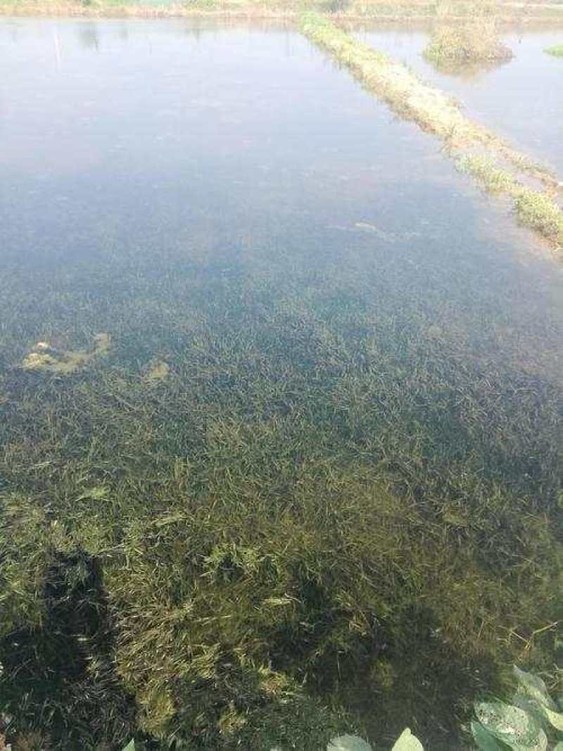 四季常青短苦草绿化工程虾蟹虾塘专用良型苦草冬天也不会冻死