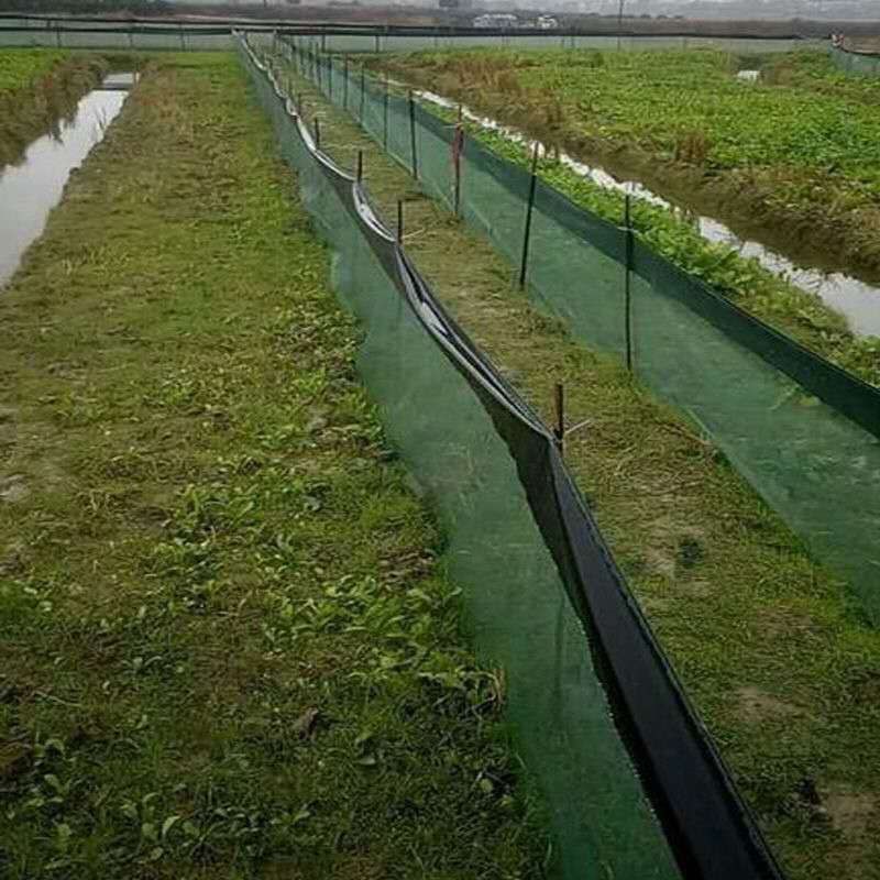 四季常青短苦草绿化工程虾蟹虾塘专用良型苦草冬天也不会冻死