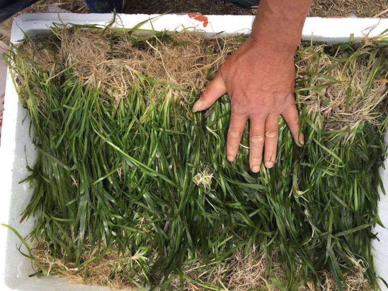 四季常青短苦草绿化工程虾蟹虾塘专用良型苦草冬天也不会冻死