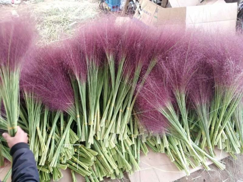 粉黛乱子草花束干花粉黛草花束粉黛草干花基地直发大量上市