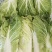 精品大白菜，量大价优