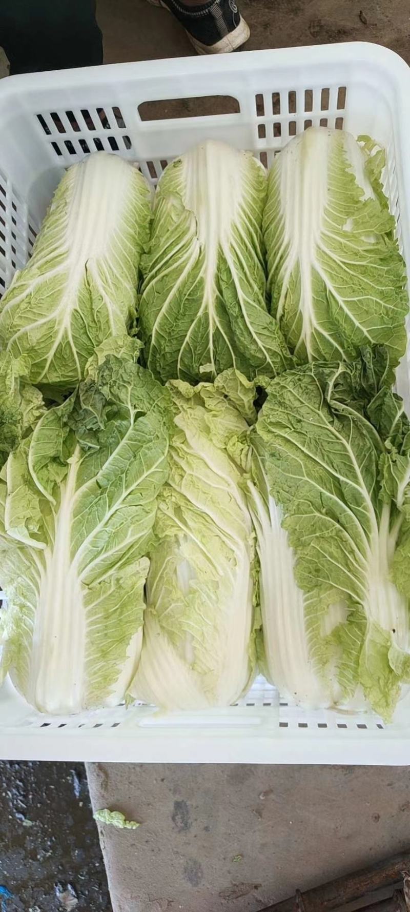 精品大白菜，量大价优