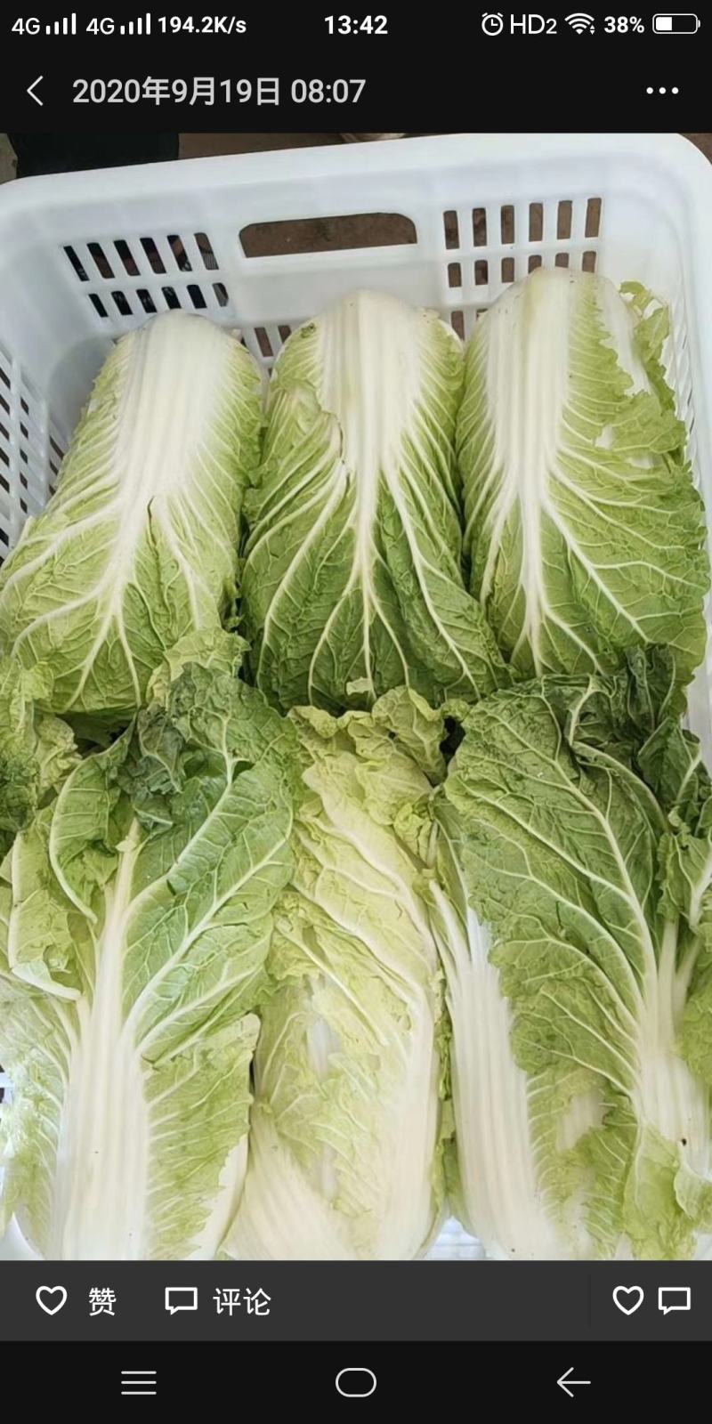 精品大白菜，量大价优