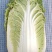 精品大白菜，量大价优