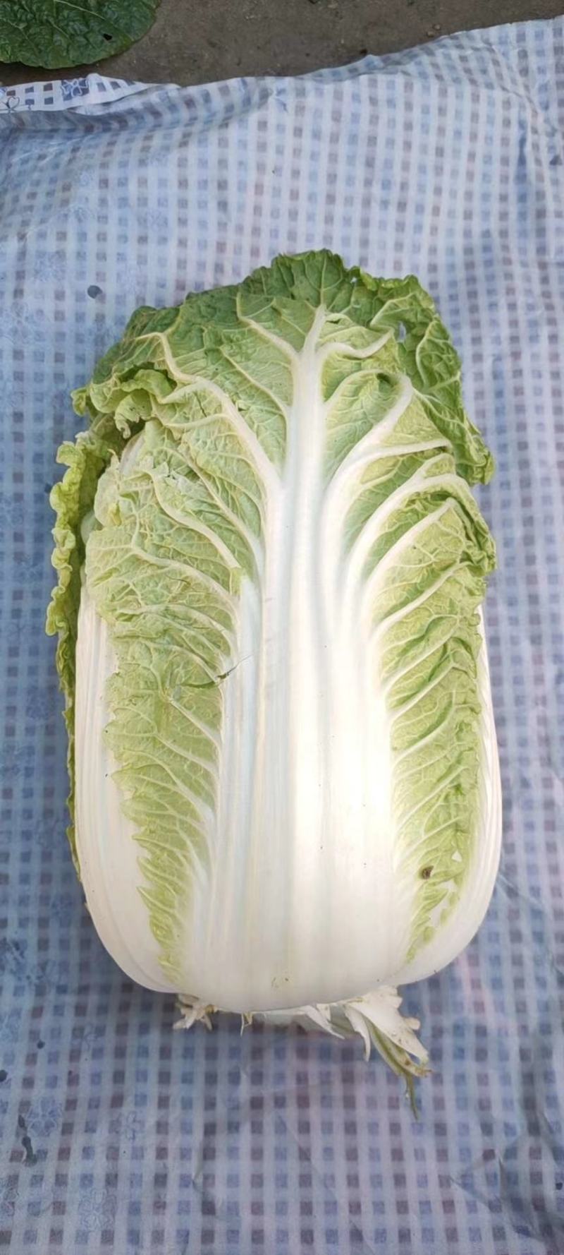 精品大白菜，量大价优