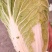 精品大白菜，量大价优