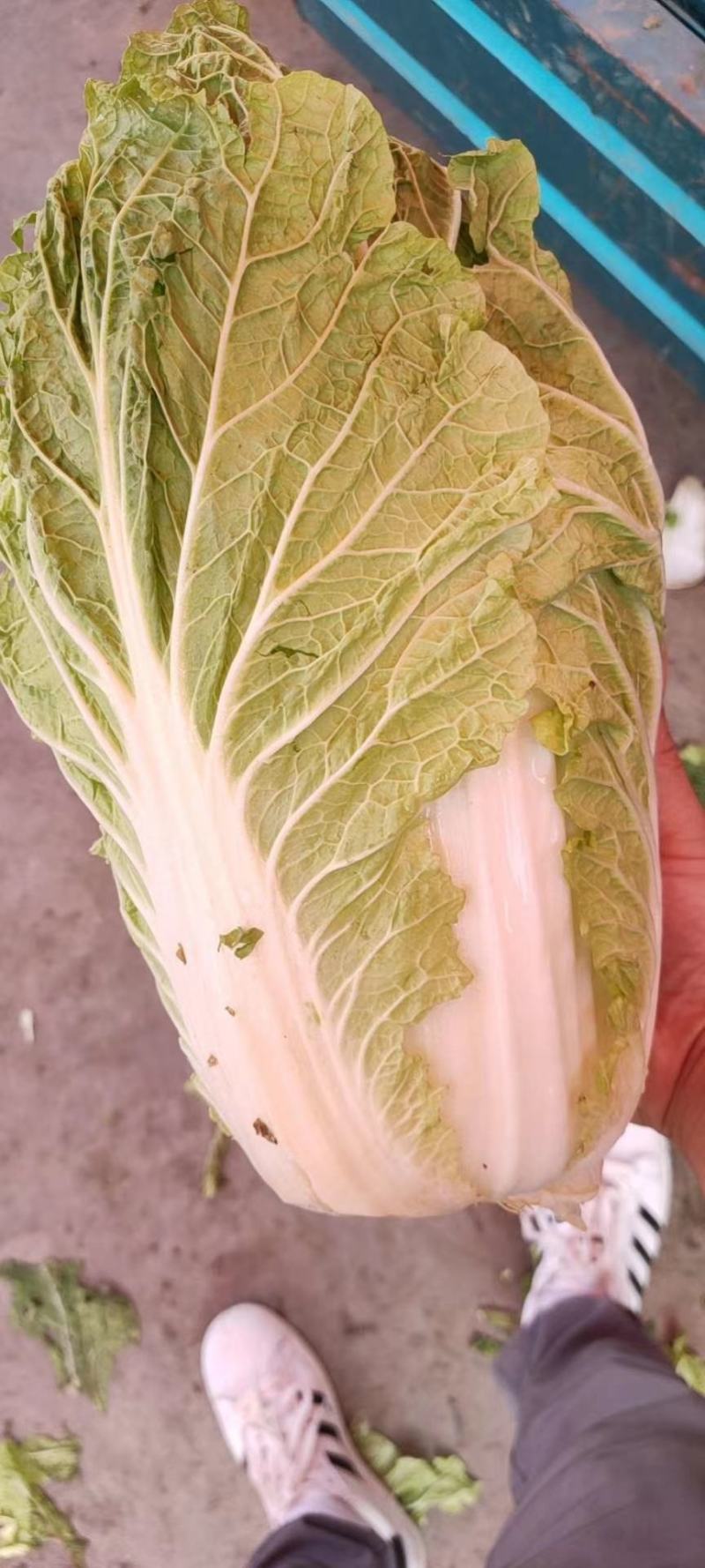 精品大白菜，量大价优