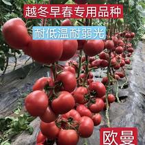 西红柿种子早春越冬番茄品种，抗TY抗死棵欧曼