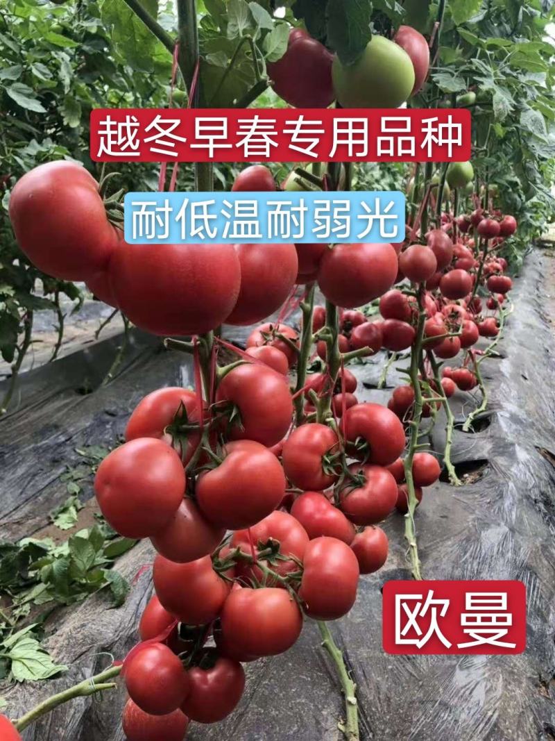 西红柿种子早春越冬番茄品种，抗TY抗死棵欧曼