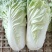 精品大白菜，量大价优