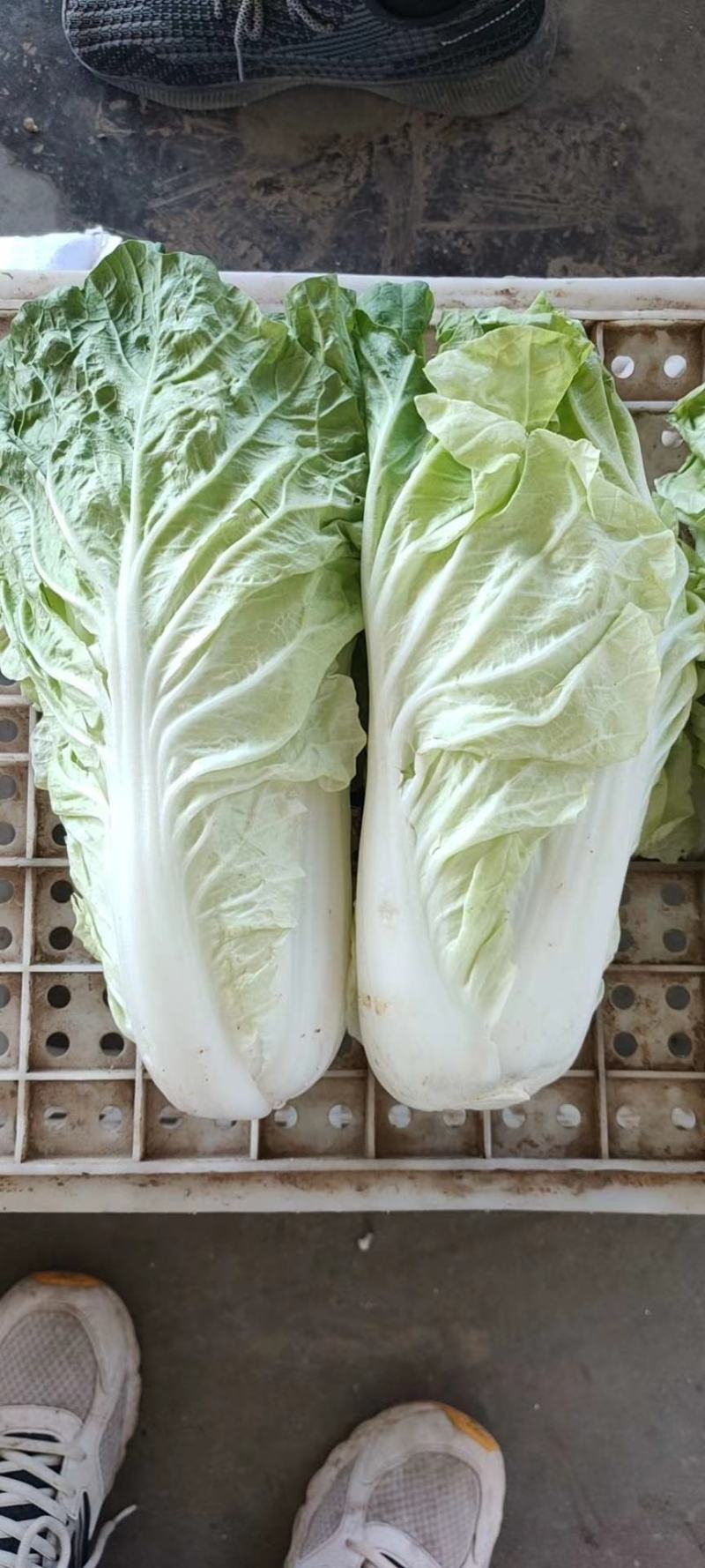 精品大白菜，量大价优