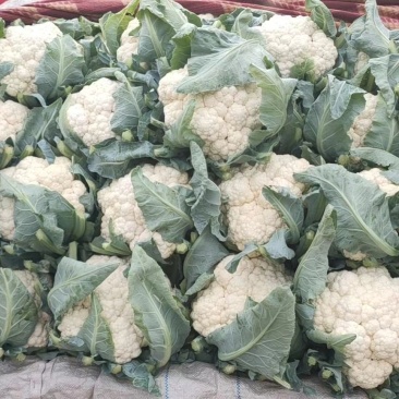 精品散花，大量现货，，，