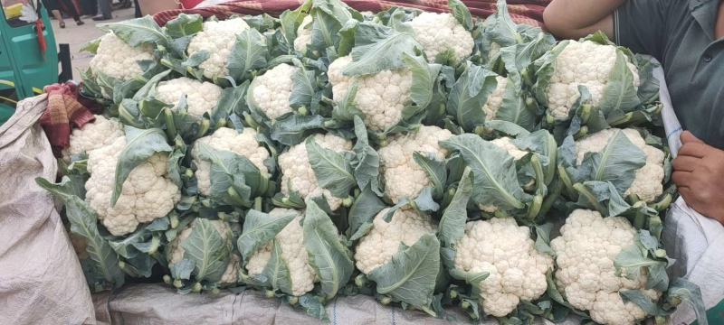 精品散花，大量现货，，，