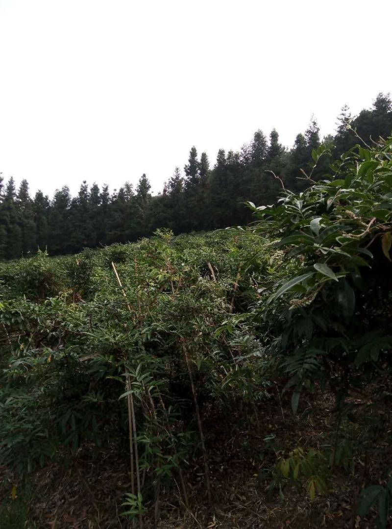小叶牛大力苗，薯率高，牛大力薯价格稳定