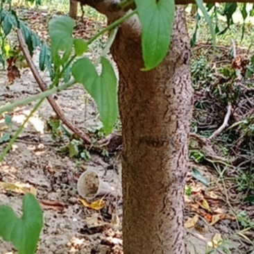 出售10-15公分占地/绿化桃树