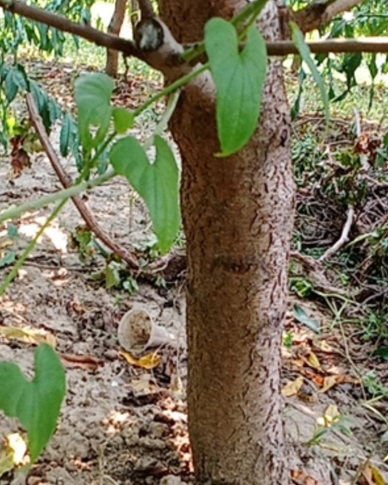 出售10-15公分占地/绿化桃树