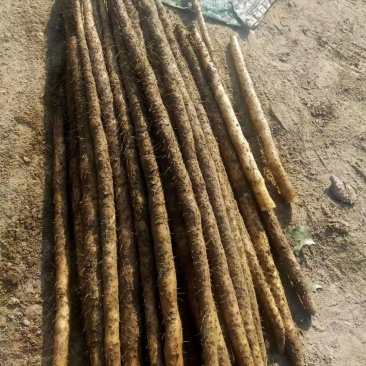 库存紫药白山药条口好有粗度有长度