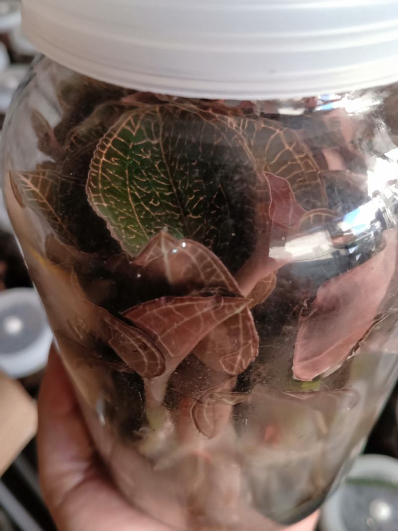 福建南靖金线莲种苗（大叶品种）