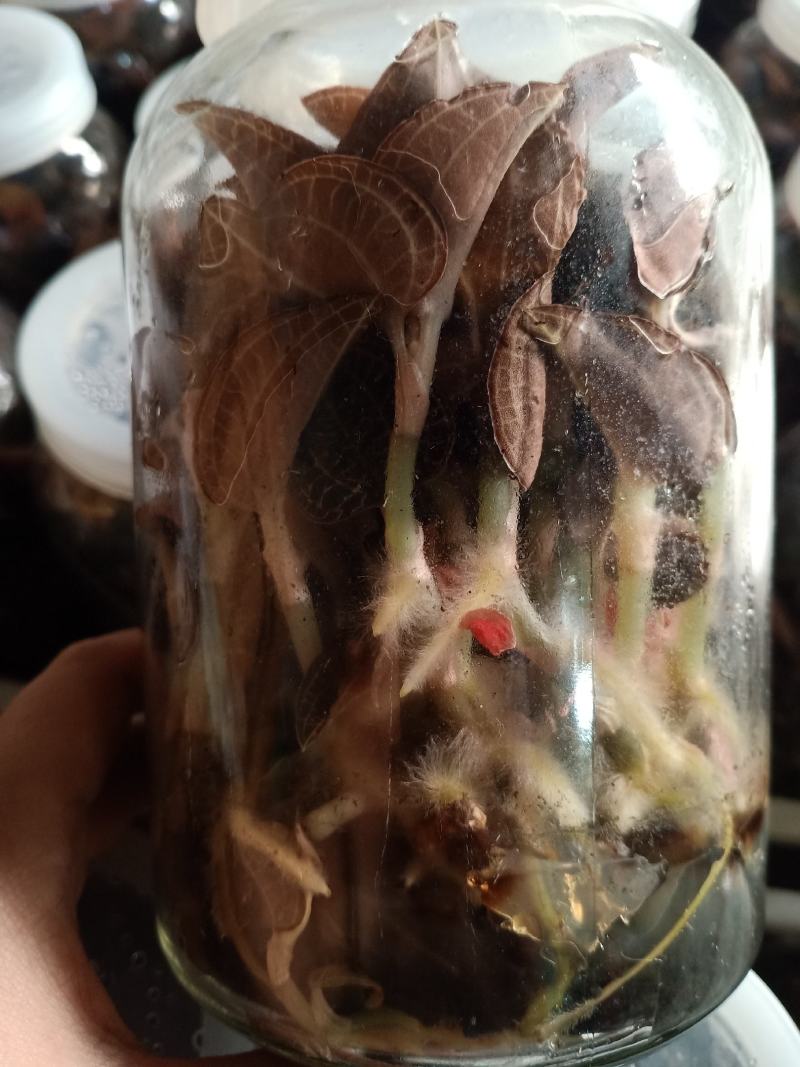 福建南靖金线莲种苗（大叶品种）