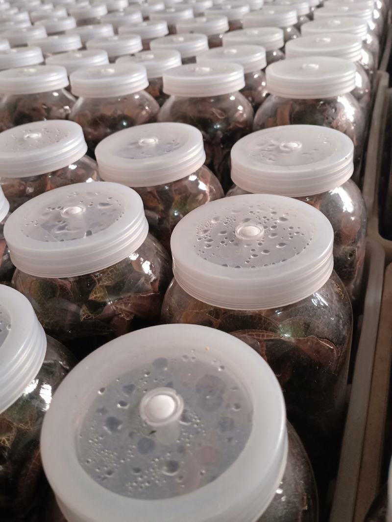 福建南靖金线莲种苗（大叶品种）