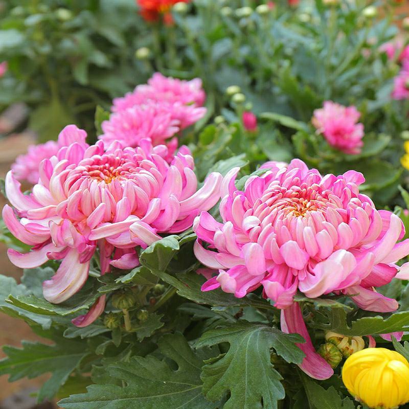 大菊花带花苞花卉观花绿植物庭院阳台盆栽荷兰菊千头菊