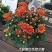 大菊花带花苞花卉观花绿植物庭院阳台盆栽荷兰菊千头菊