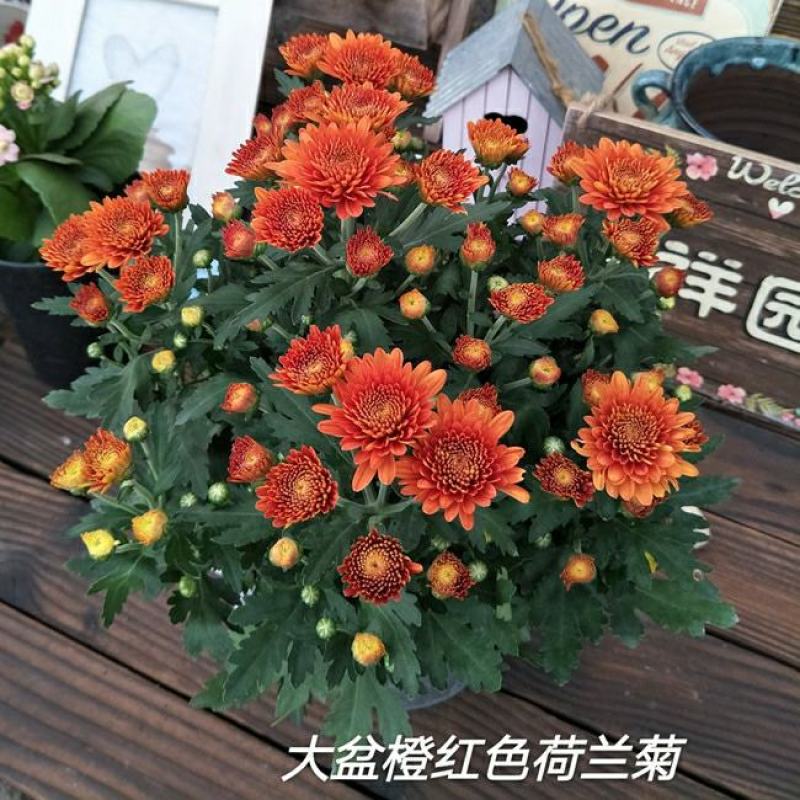 大菊花带花苞花卉观花绿植物庭院阳台盆栽荷兰菊千头菊